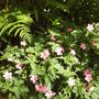 geranium.jpg