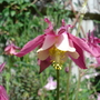 A garden flower photo (Aquilegia)