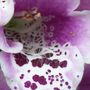 Picture_122