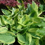 A garden flower photo (Hosta)