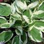 A garden flower photo (Hosta)