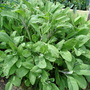 A garden flower photo (Salvia offiicinalis)