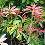 A garden flower photo (Pieris)