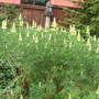 lupin tree 