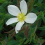 Cistus seedling (Cistus)