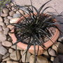 ophiopogon (Ophiopogon planiscapus (Lilyturf))