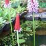 Primula viallii (Primula vialii)