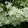 Pyracantha blossom. (Pyracantha)