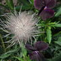 Pasque_flower_seed_head