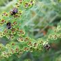 Bees on Euphorbia 5 June