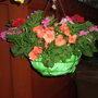 BASKET OF BUSY LIZZIES AND BEGONIAS