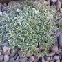 variegated arabis (Arabis alpina (Alpine Rock-cress))