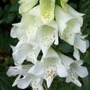 Picture_124