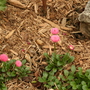 Bellis Perennis