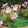 Lewisia cotyledon "Rainbow"