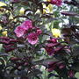 Purple Weigela (Weigela florida 'Foliis Purpureis')