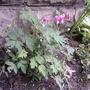 Bleeding Hearts still blooming (Dicentra eximia (Bleeding Heart))