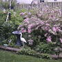 Back garden different angle (Weigela florida 'Variegata')