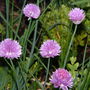 Allium schoenoprasum (Chives)
