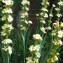 Sisyrinchium 'Striatum' (Sisyrinchium striatum (Sisyrinchium))