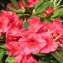 Dwarf Rhododendron. (Rhododendron. 'Dopey')