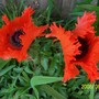 Papaver orientale (Oriental poppy) 'Turkenlouis'