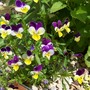 Heartsease (Viola tricolor (Heartsease))