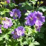 Blue cranesbill geranium (Geranium himalayense (Hardy geranium) 'Gravetye')
