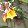 Abutilon (Abutilon)