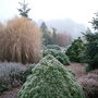 Garden in Winter