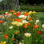 Icelandic Poppies (Papavar Croeseum)
