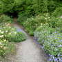 Geranium and Rose Border