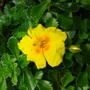 Helianthemum BenFhada (Helianthemum)