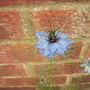 Love in the Mist (Nigella)  .... dark centre 06.08 (Nigella damascena)