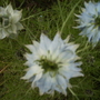 Love in the Mist (Nigella)  .... white centre 06.08 (Nigella damascena)