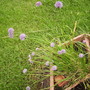 Allium schoenoprasum