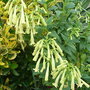 Phygelius 'Mooonraker' (Phygelius 'Mooonraker')