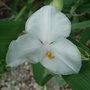 Tradescantia - 1 (Tradescantia Andersoniana Group)