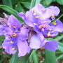 Tradescantia - 2 (Tradescantia Andersoniana Group)