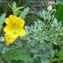 Tropaeolum polyphyllum (Tropaeolum polyphyllum)