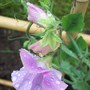 Picture_135