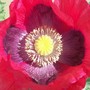 6_6_2.jpg (Papaver commutatum)