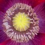 6_6_3.jpg (Papaver commutatum)