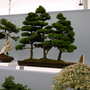 Shrewsbury flower show 2007