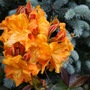Azalea (picea Koster)