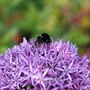 Bee on Allium 6 June