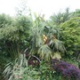 Palm border (Trachycarpus fortunei (Chusan palm))