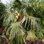 Palm 5 June (Trachycarpus fortunei (Chusan palm))
