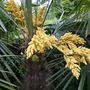 Palm flower 5 June (Trachycarpus fortunei (Chusan palm))
