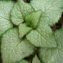 Beacon Silver (Lamium album)